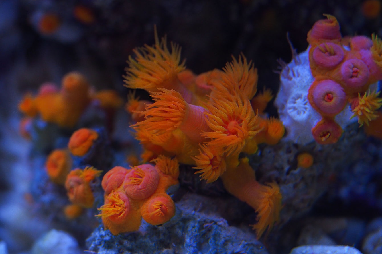 A small group of orange cup corals attached to a rock.