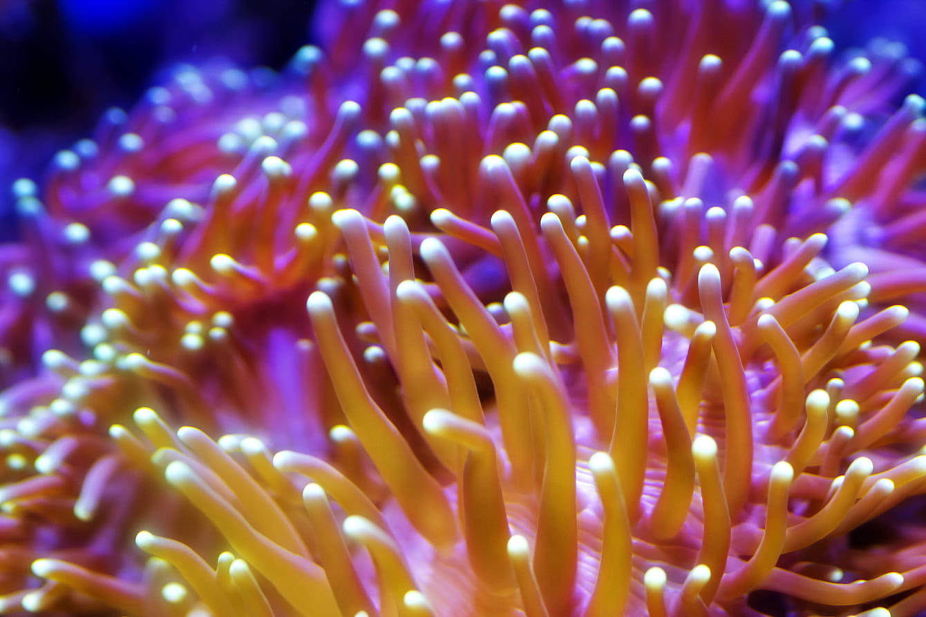 A close-up of a torch coral. This coral is pink and orange with tentacle-like branches.