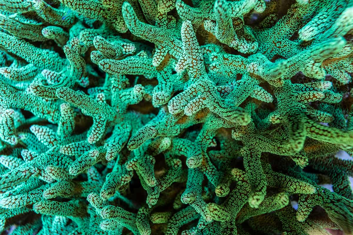 A close-up of a green birdsnest coral, a bright green, branching coral.