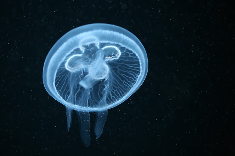 A single moon jelly floating underwater, viewed from below.
