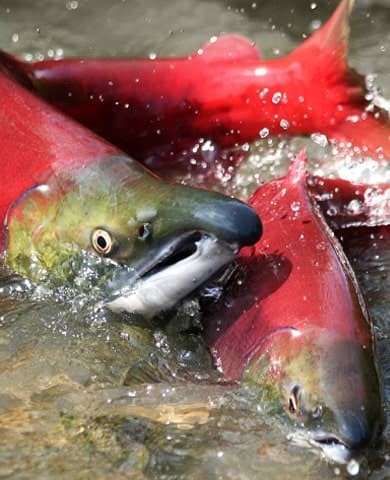 Three salmon swimming up a river.
