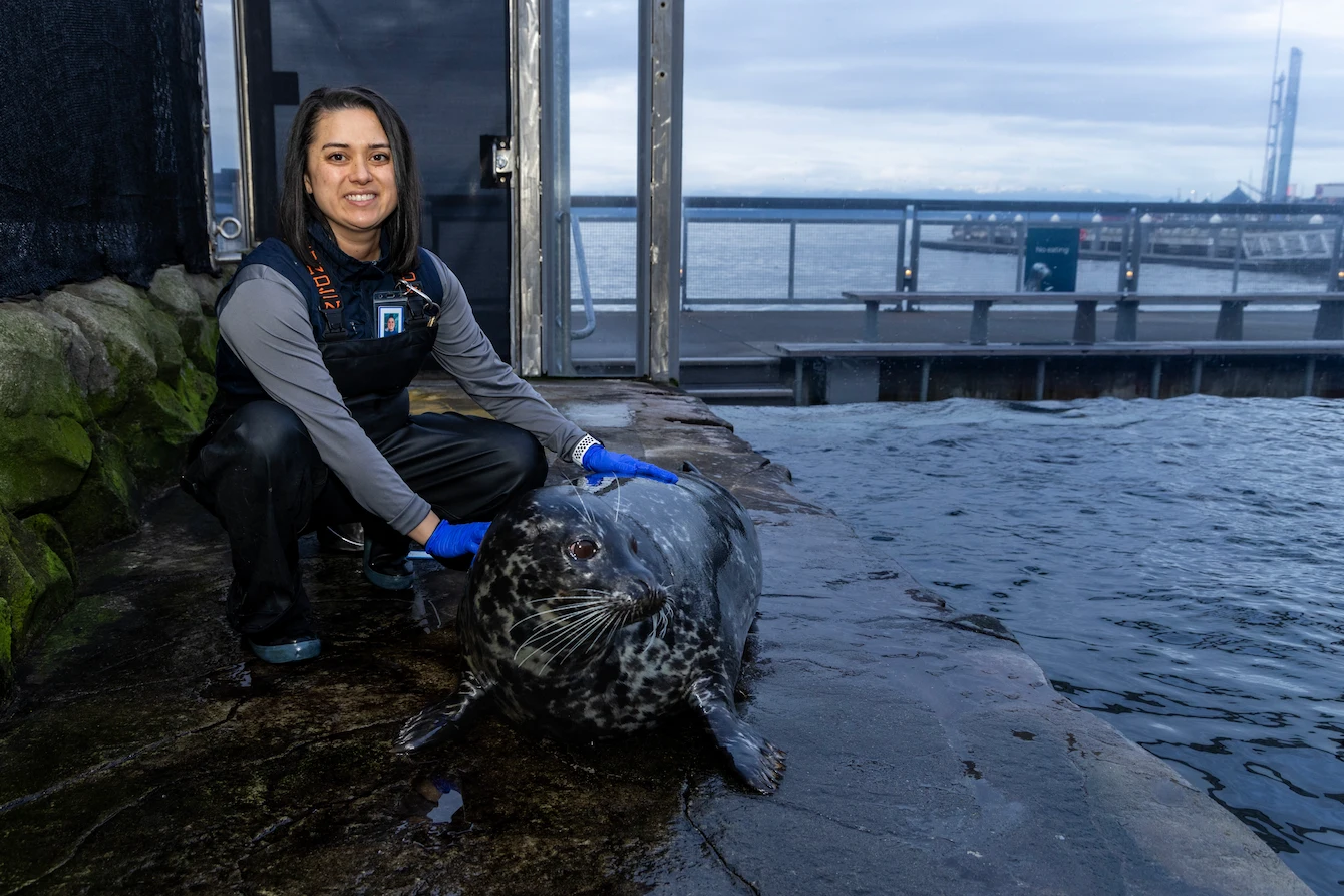 Aubrey Theiss, a woman with shoulder-length dark hair, kneeling next to harbor seal Hogan in the Seattle Aquarium's harbor seal habitat.