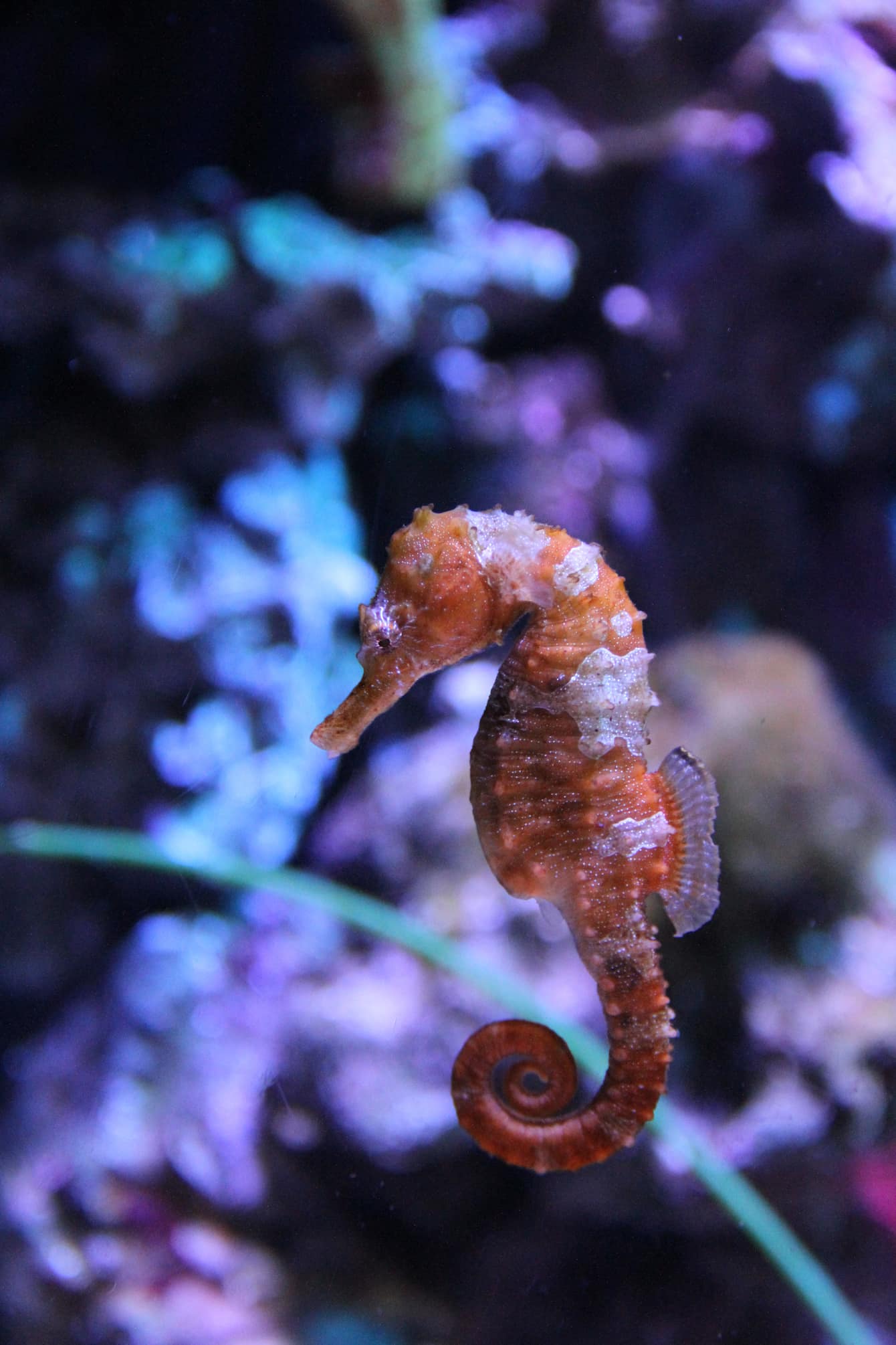 Seahorse-7