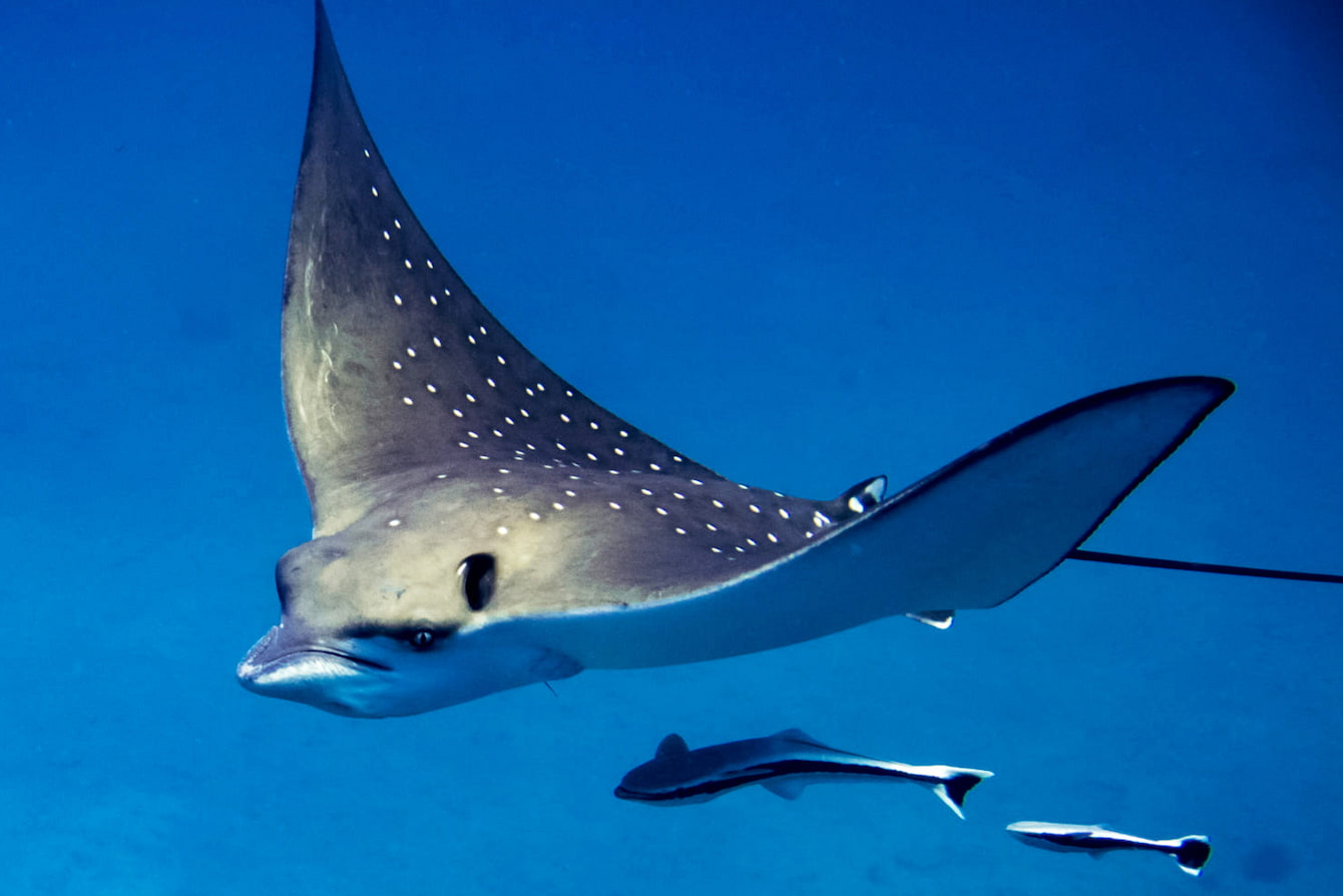 A spotted eagle ray swimming underwater. Two fish are swimming below it.