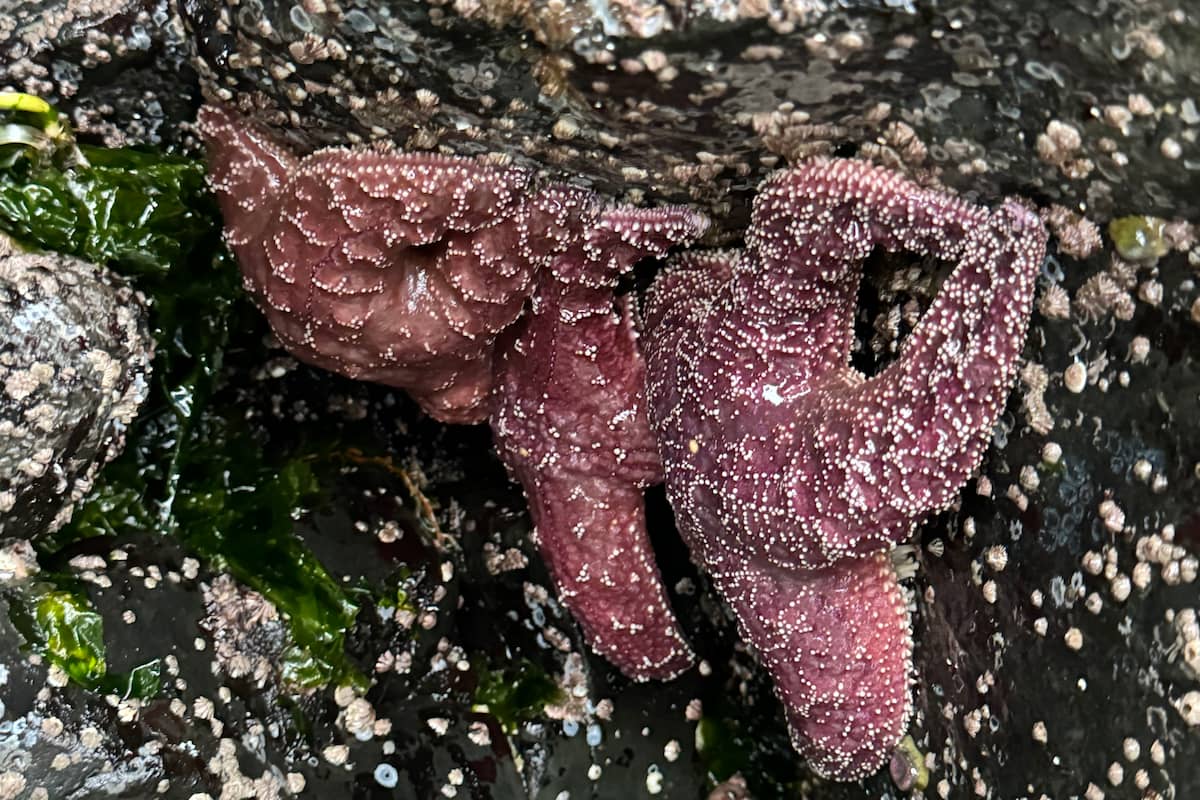 This beach is home to many tidepool animals such as purple ochre sea stars seen clinging to the rocks.