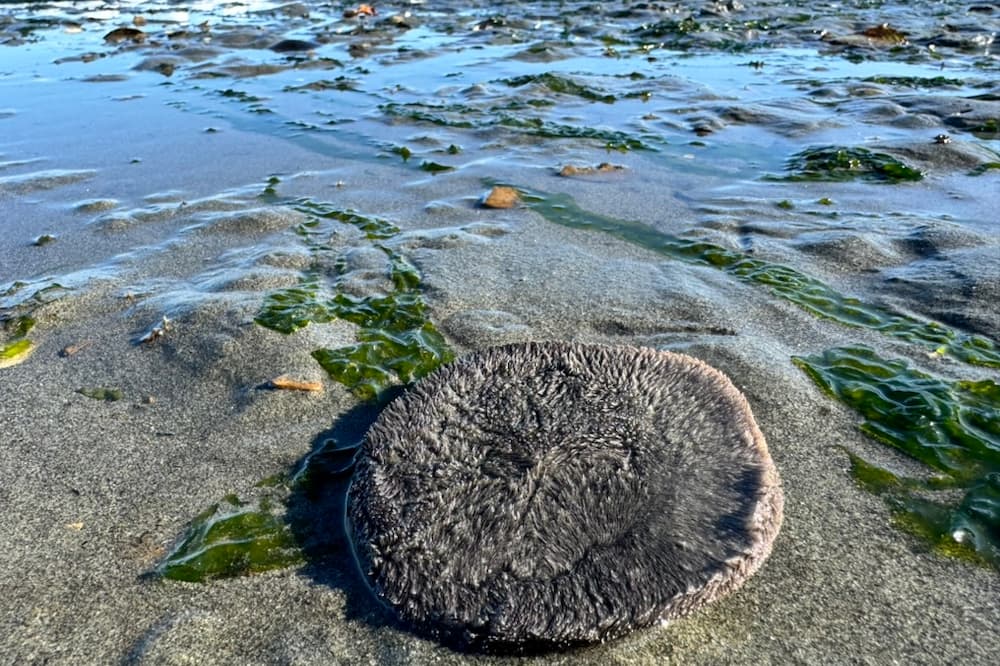 Sand dollars are a common sight at this location. They blend in with the wet sand, so look carefully.