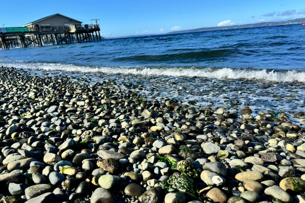Substrate at this beach is mostly comprised of cobble and sandy patches covered in algae.