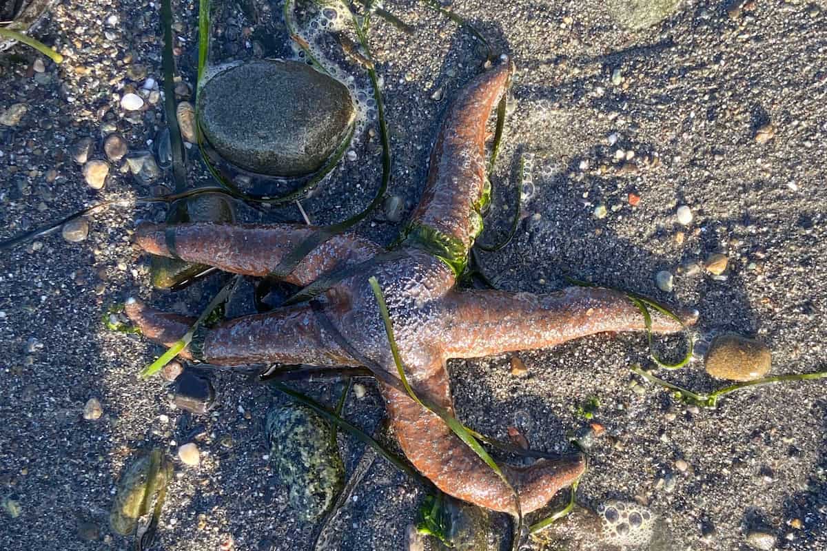 Sea stars are a common sighting when tidepooling on this beach.