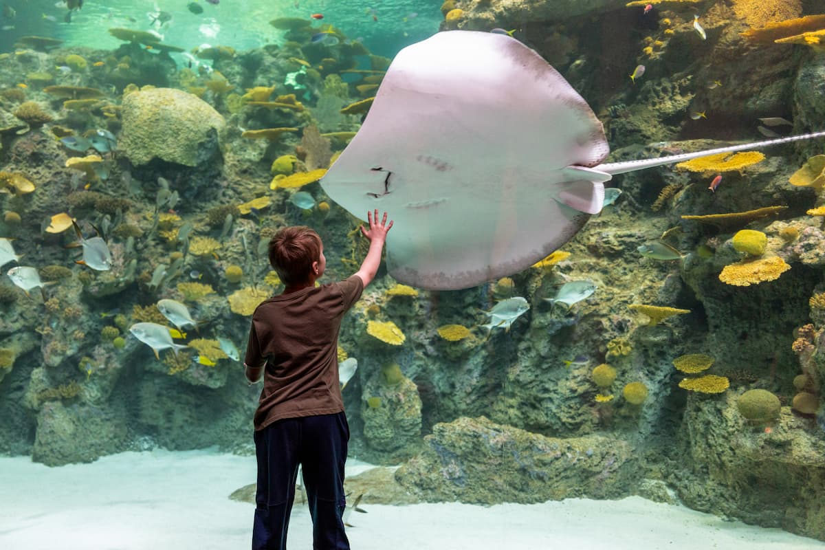 A child holding their hand up to the glass at The Reef habitat. A leopard whiptail ray is swimming in the habitat.