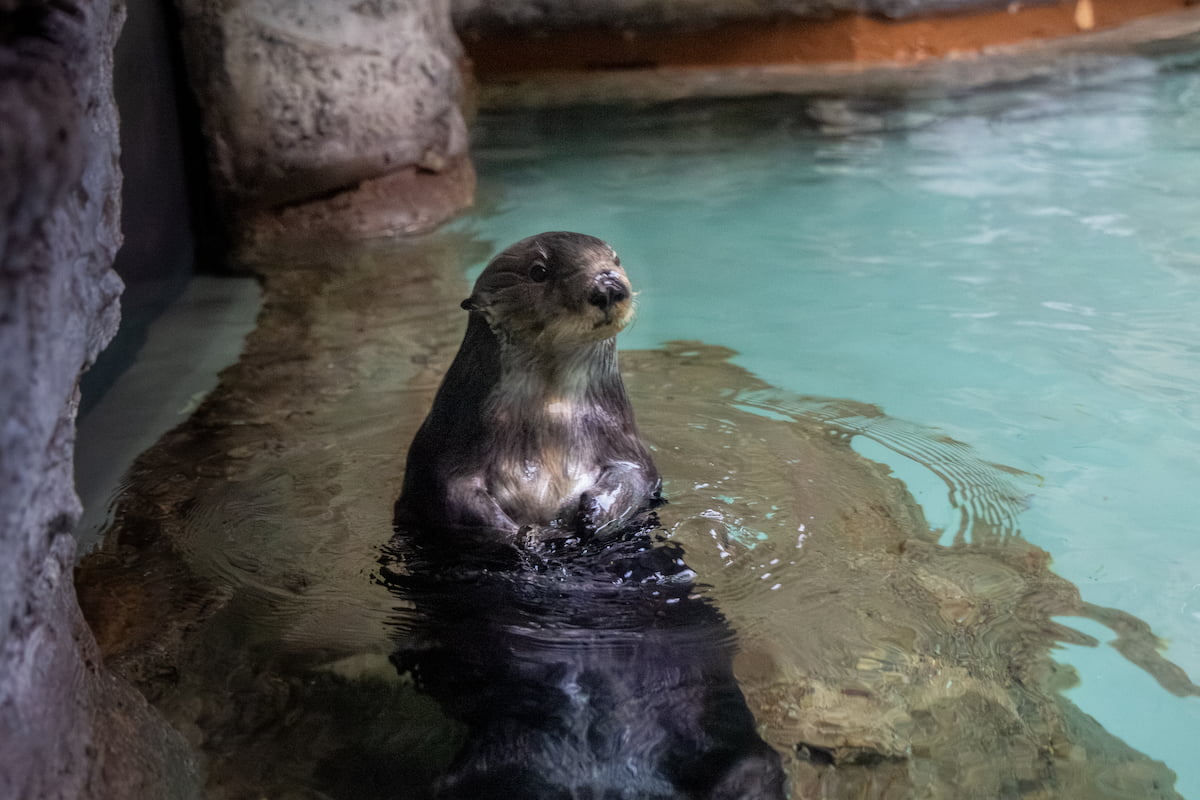 Ruby swimming in the sea otter habitat.