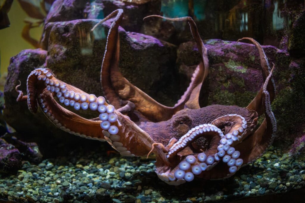A giant Pacific octopus with its arms spread out.