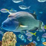 Tandu the humphead wrasse in swimming in The Reef.