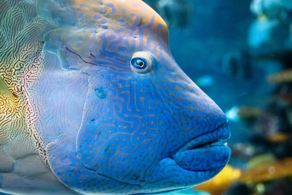 Tandu the humphead wrasse in swimming in The Reef.