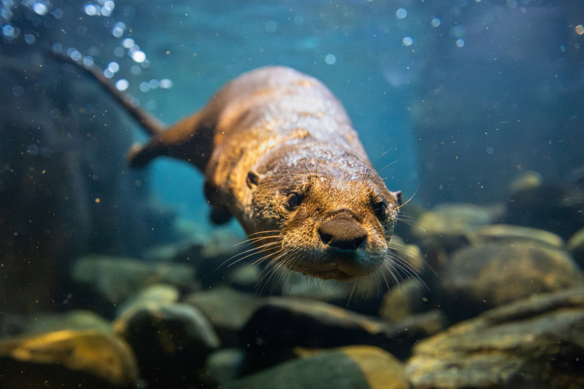 Zweigle the North American river otter swimming underwater.