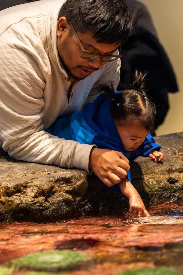 An adult caretaker and child lean over a tidepool habitat the Seattle Aquarium. The child is reaching in to gently touch animals living in the habitat.