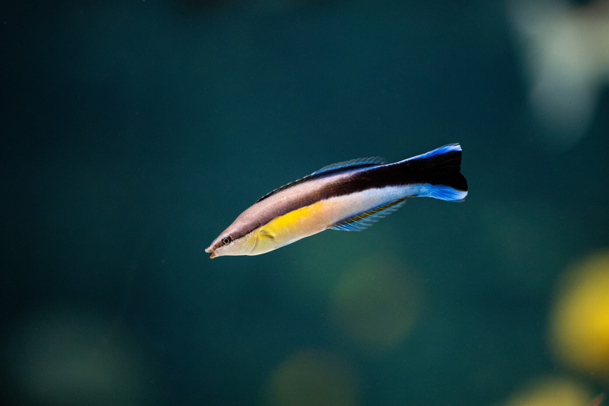 A cleaner wrasse.