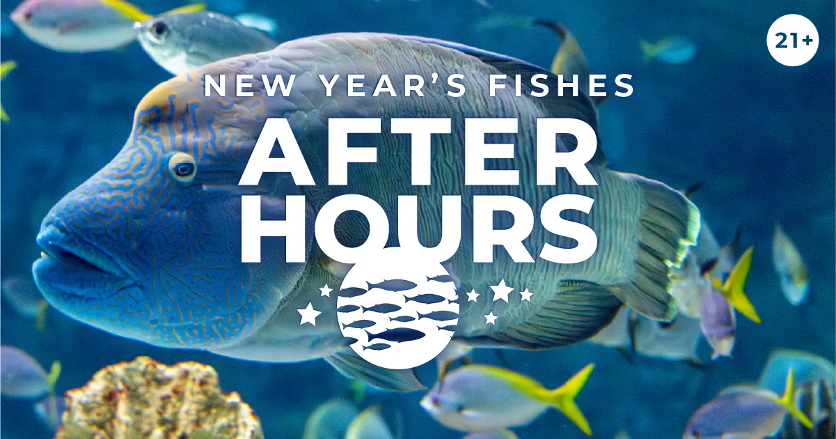 New Year's Fishes After Hours, 21+, with an illustrated graphic of fish and stars. Behind is a photo of a humphead wrasse swimming in front of other tropical fish in a habitat at the Seattle Aquarium.