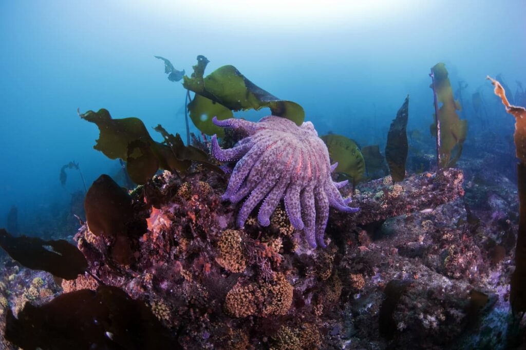 A purple sea star underwater.